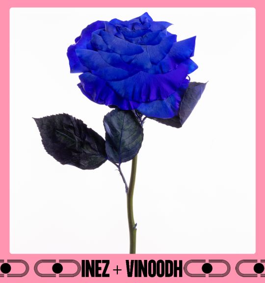 Blue Rose, 2021