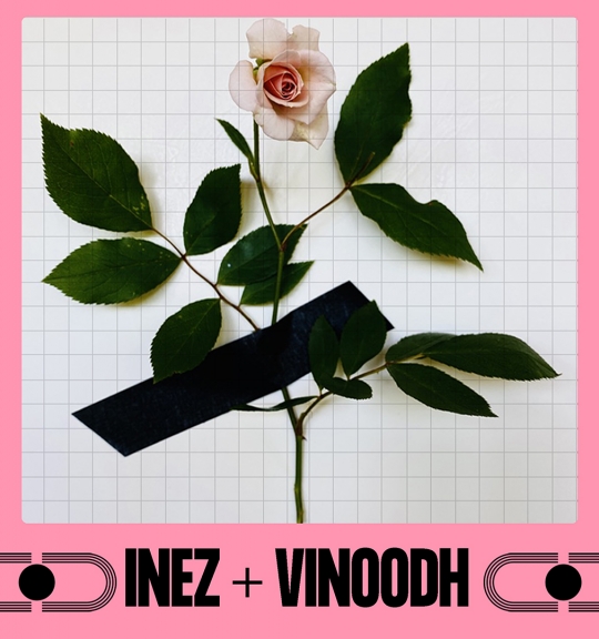 Pink Rose